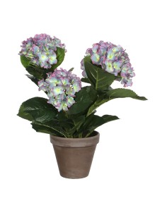 Magnolia púrpura con maceta gris ø35x40cm