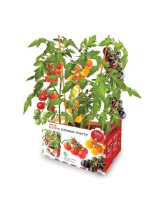 Caja de tomates de colores