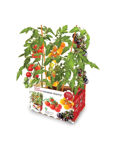Caja de tomates de colores