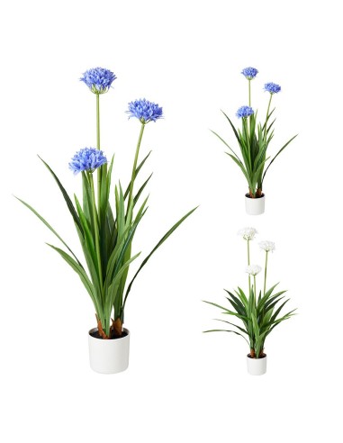 Maceta de agapanto colores surtidos, 70 x 120 cm