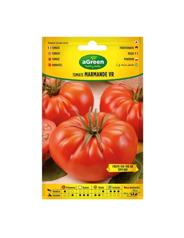 Sobre con semillas de tomate marmande vr holanda