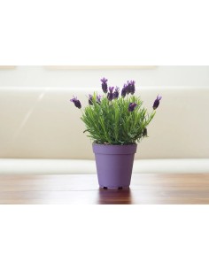 *ULT.UNIDADES*  LAVANDA EN MACETERO