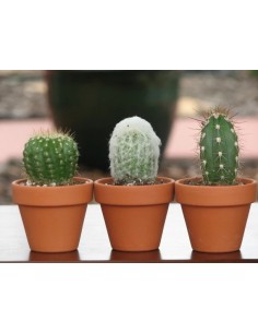 *ULT.UNIDADES*  PLANTA CACTUS EN MACETERO