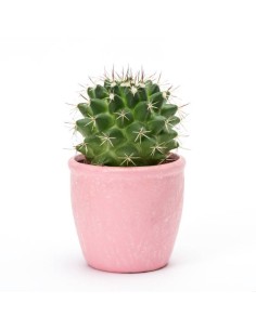 *ULT.UNIDADES*  PLANTA CACTUS EN MACETERO