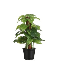 *ULT.UNIDADES*  POTOS EN MACETERO DE PLASTICO